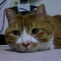こたつねこンぬ (@kotatsuneko630) 's Twitter Profile Photo