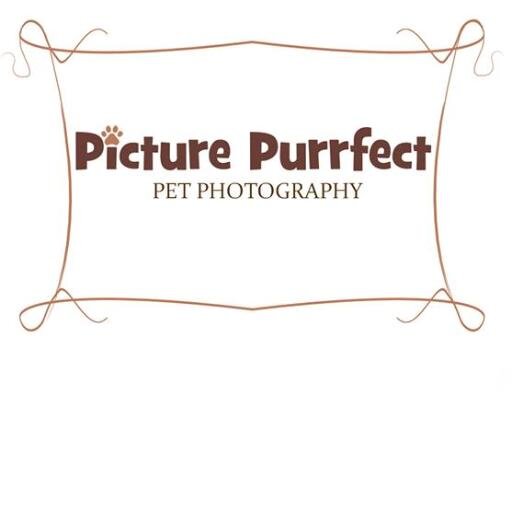 Photography for your pets. From perfect portraits to comical candid's!