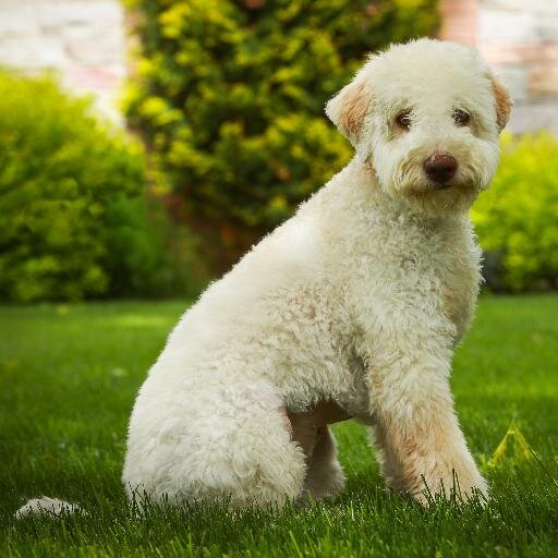 Breed: Lagotto Romagnolo  Job: Fashion Assistant/Model at green 3 (@green3apparel). I enjoy #barking, eating #Italian food, and #napping.