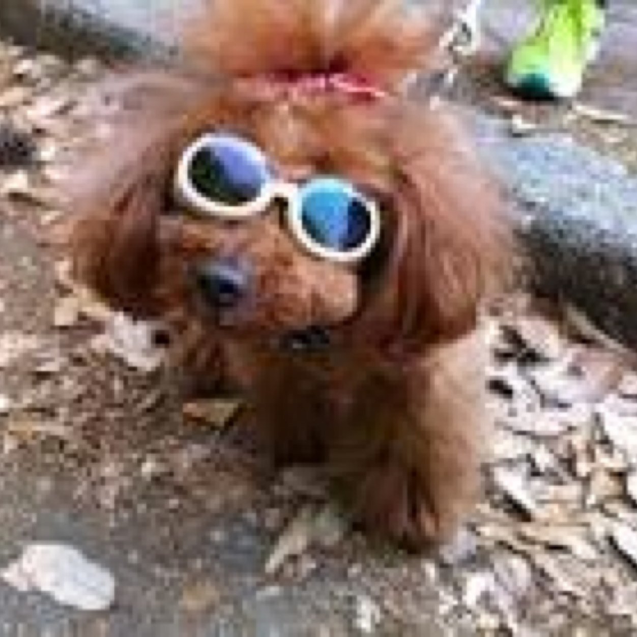 0507eight's profile picture. チーバくんのお腹/disney(年パ所持)/漫画/youtube/I want to speak with various people.