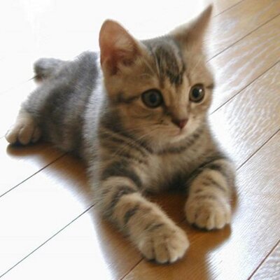 可愛いネコ画像bot A Twitter うらやましすぎる猫 T Co Wqvuskffox 可愛いと思ったらrt