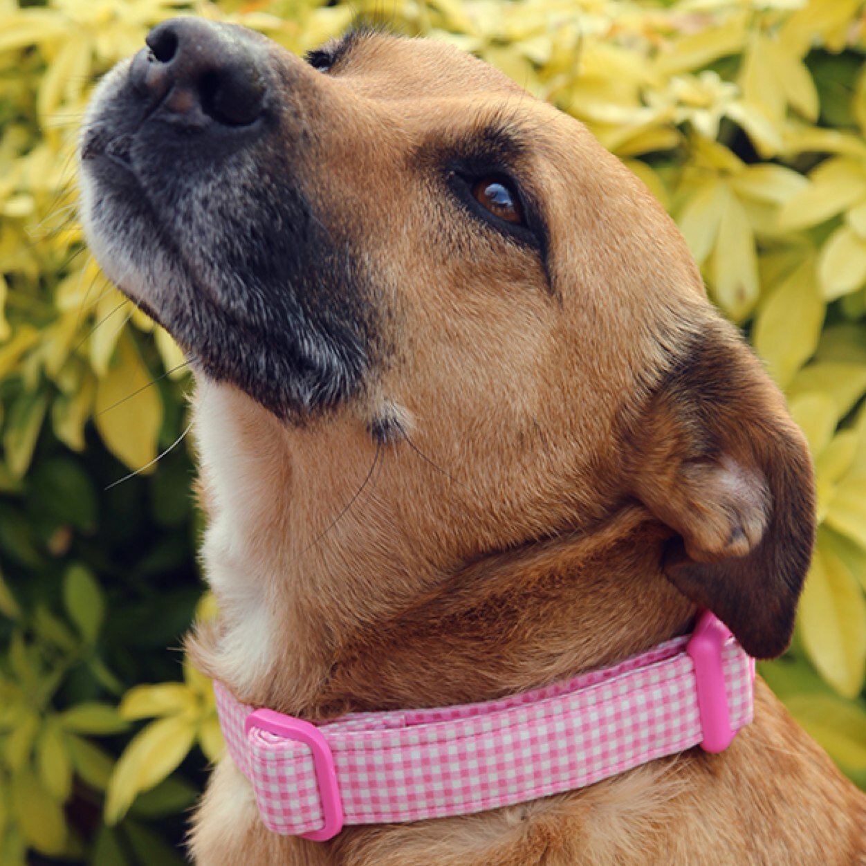 I am maisie a staffy cross and my owners run maisie's grooming parlour, canine training centre and pet boutique specialising in handmade uk products