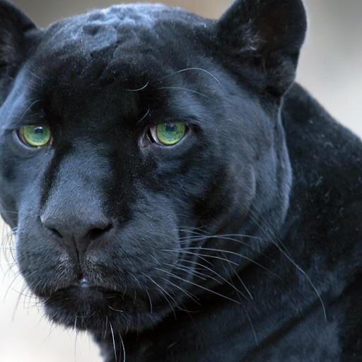 Just a black panther anthromorph w/ fighting skills #MultverseRP @NekoKatkune is my main account.