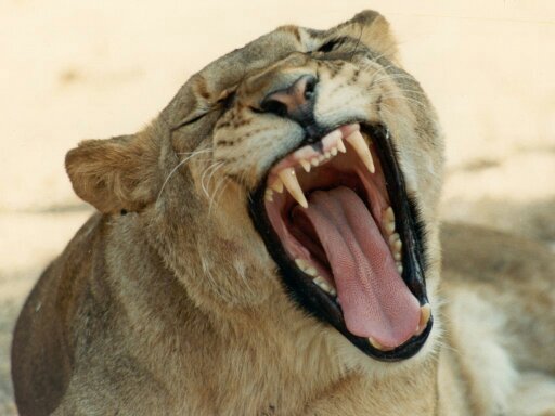 Teacher. Foodie. Lioness. A little bit mad. Don't mess with me - I give detentions.