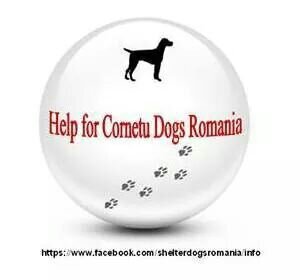 please help us save the dogs of the cornetu shelter in Romania and home them in the Uk.