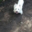 Harry Neale - @SNIPERDOG24 - Twitter