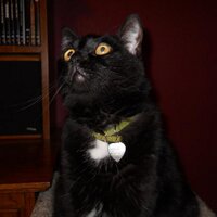 Joann Novak (@jonovak) 's Twitter Profile Photo