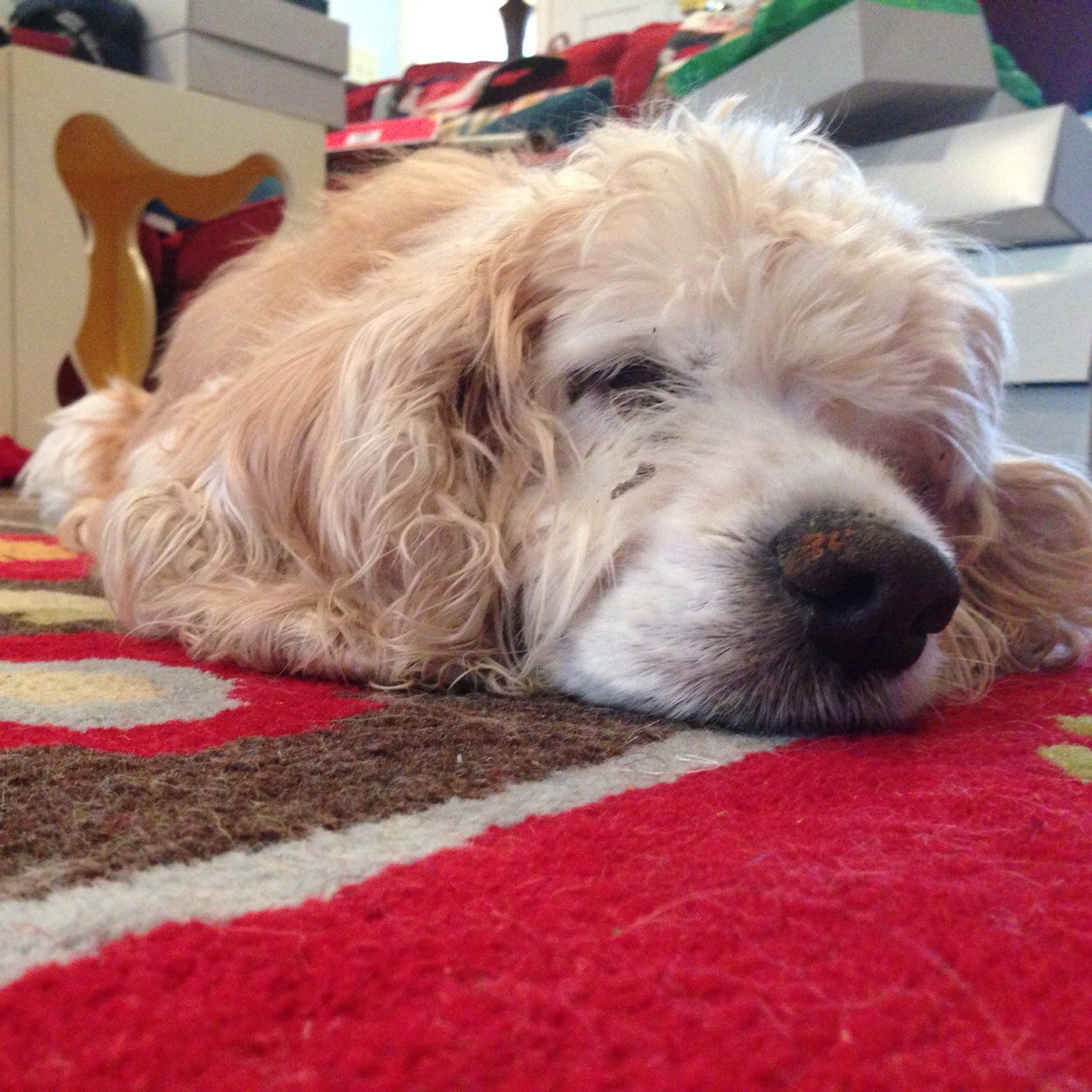 I am old. I am fluffy. I am cute. But there is no place that I cannot fit. Fact.