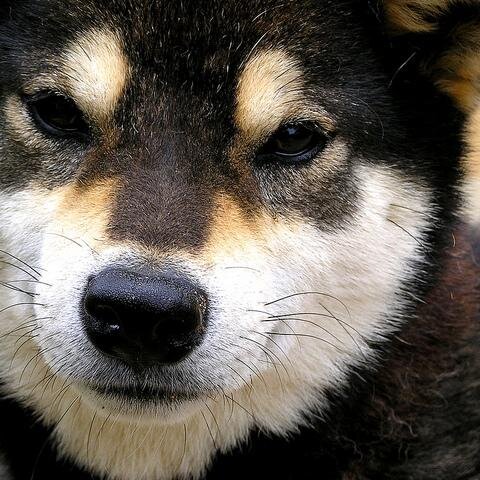 wise shibe