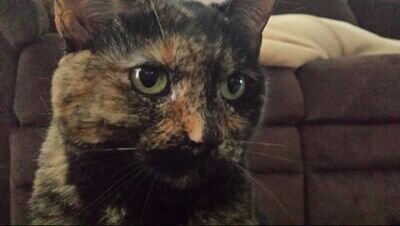 Spice the Snide Cat