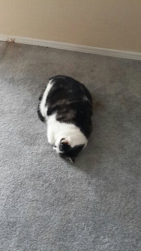 MetcalfKile's profile picture. i love minecraft and halo also want to be in a youtube