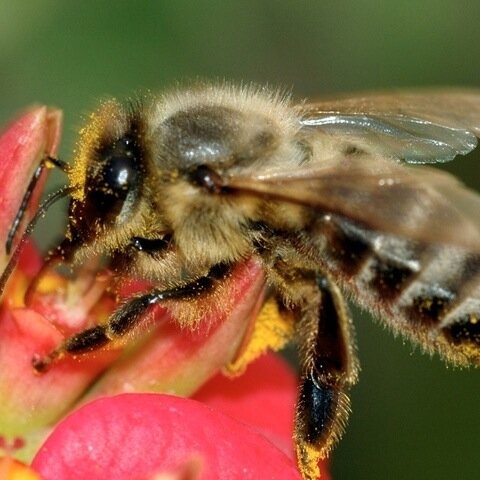 J'aime l'#abeille, la #ruche, le #miel et l'#apiculture et surtout que l'on en parle. I love #bees, #hives and #beekeeping