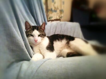 Love Cats!