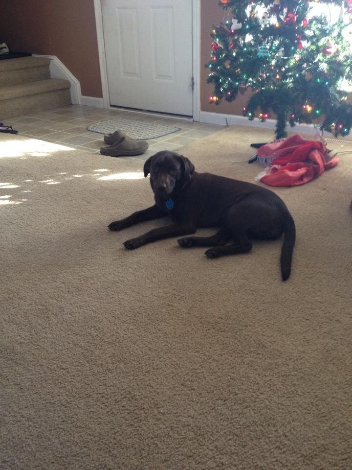 Spoileddog13's profile picture. I am a spoiled Brown Lab who has a lot to say .