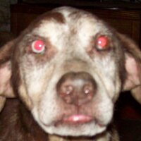 Adelle O'Rear (@adellecawthon) 's Twitter Profile