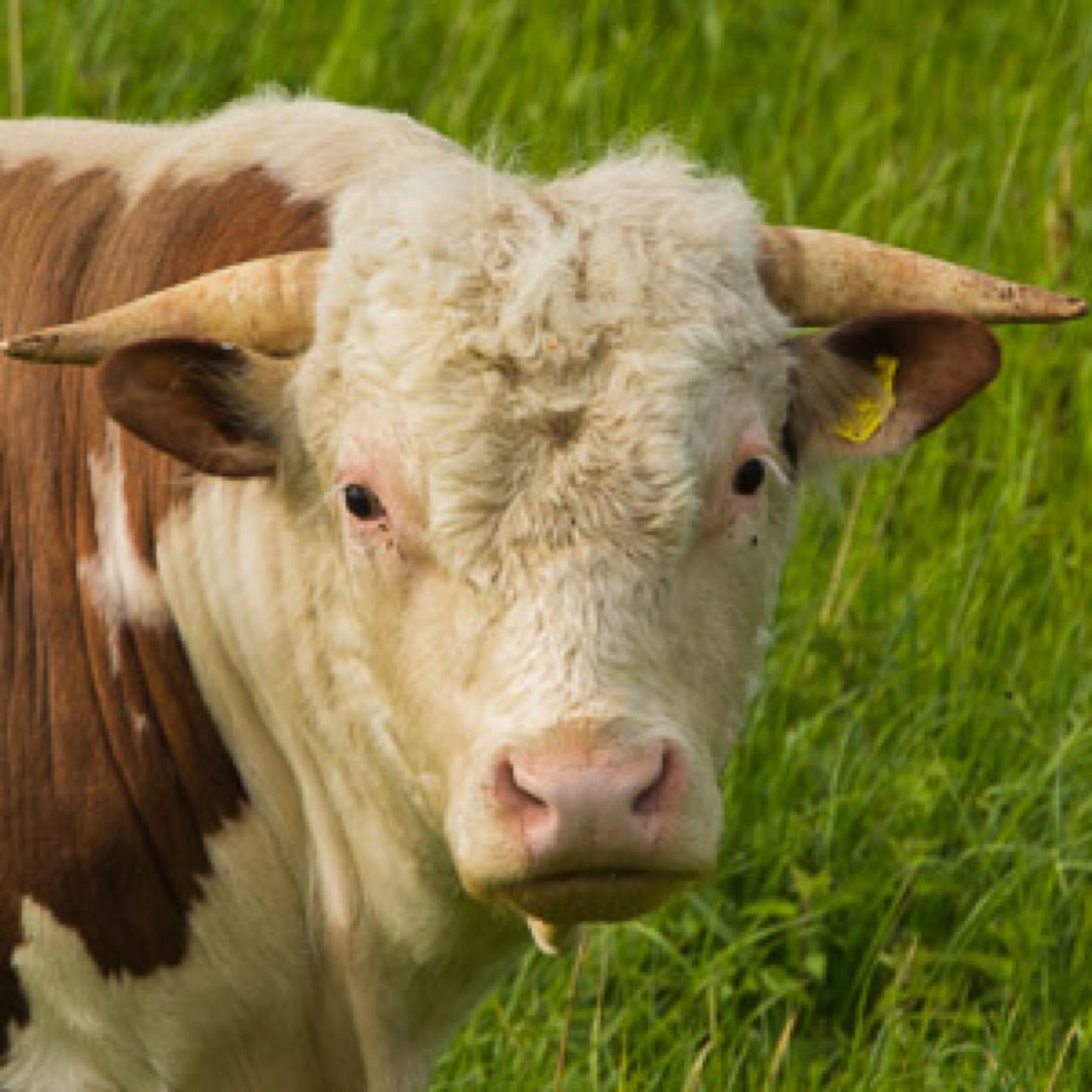 Pedigree Hereford cows producing organic and 100% grassfed beef. Food the way it should be. Come and stay in our self catering cabins and see for yourself!