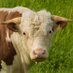 Cathy Boyd (@cotswoldbeef) Twitter profile photo Cathy Boyd (@cotswoldbeef) Twitter profile photo