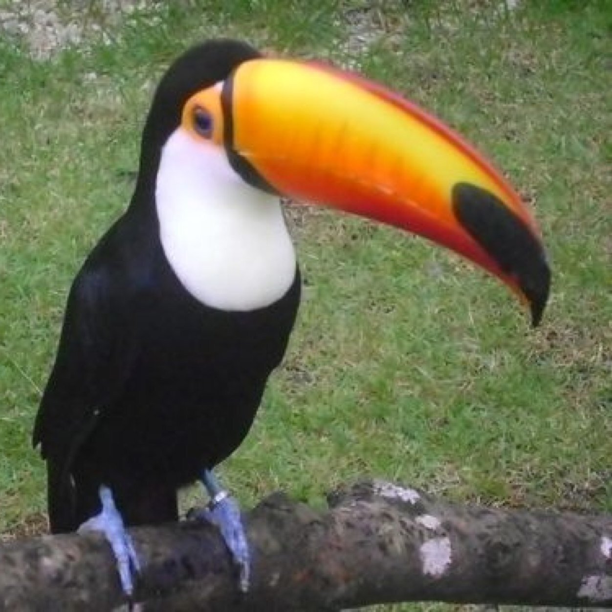 Pago chupeta com meu bico
