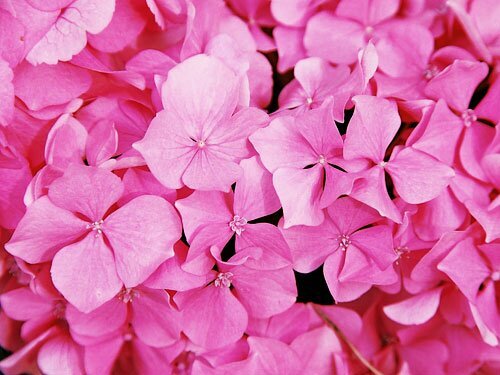 hydrangea_red Profile Picture