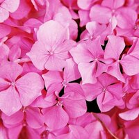 【紫陽花】Kindleストアで官能小説配信中 (@hydrangea_red) Twitter profile photo