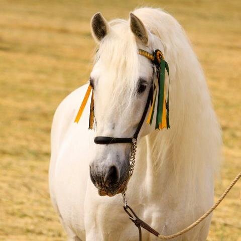 The best Spanish Horses. Find your PRE horse in the hearth of the Costa del Sol.
Los mejores caballos españoles. Encuentra tu caballo PRE con nosotros.