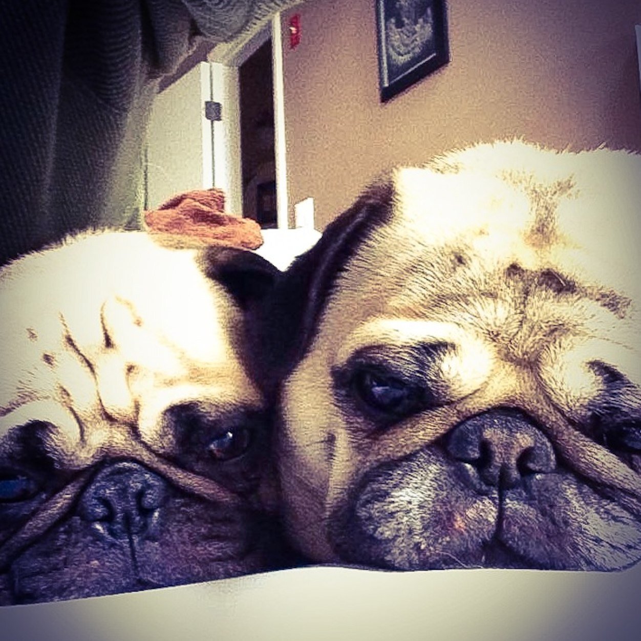 pug_brothers's profile picture. Two pug brothers from other mothers, better known as Buster Rhymes and Frankie Knuckles