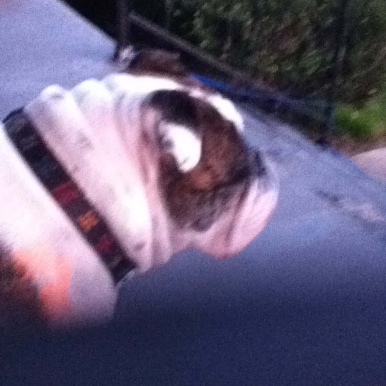 2 rescue horses 1 Bulldog 1 tarantula they are my babies