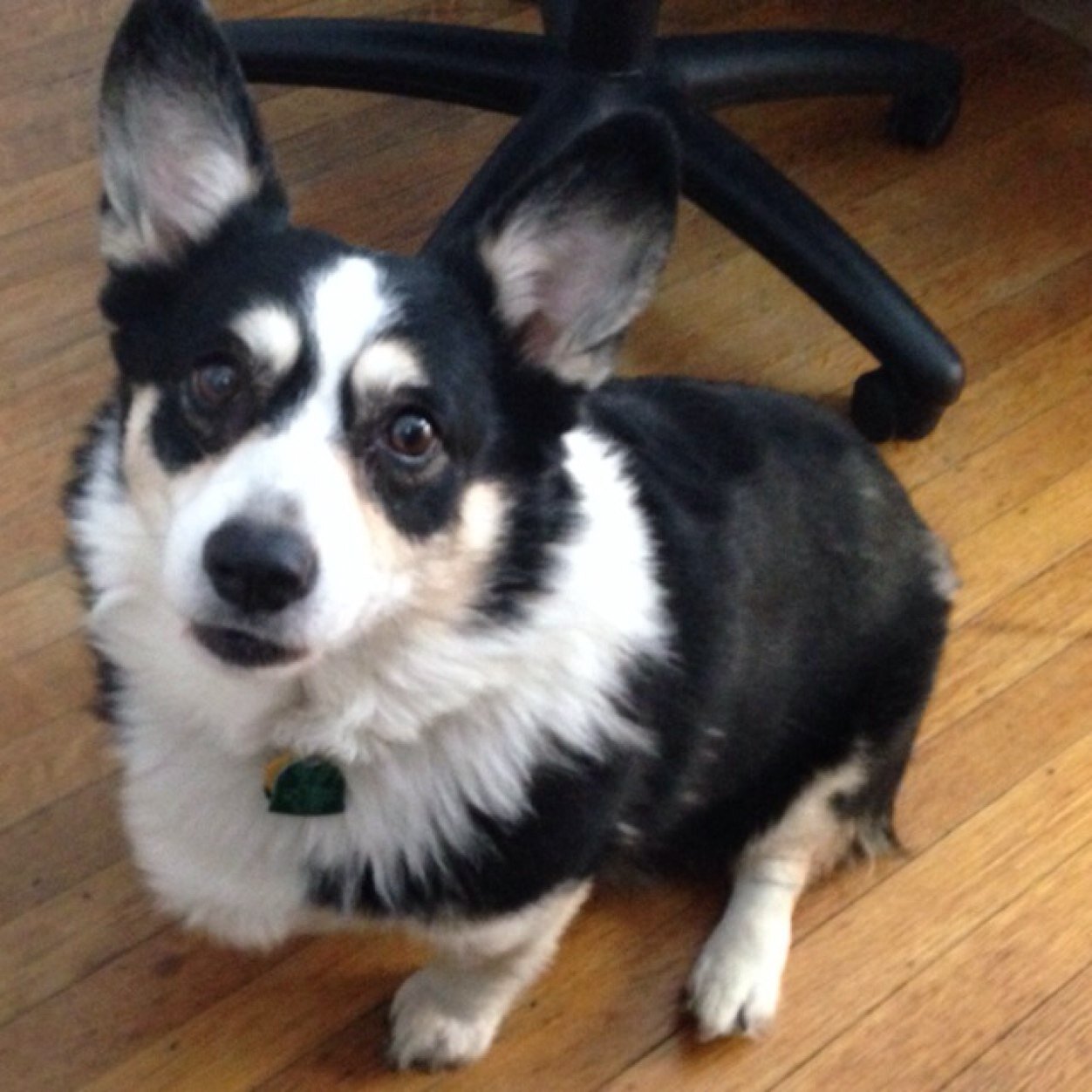 Mom, recent grad, studier of infinite amount of anesthesia facts, corgi wrangler.