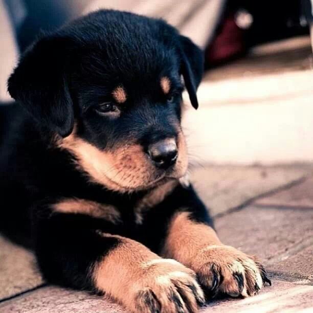 Cris_abejita's profile picture. 