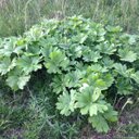 sally jesse - @TnBluEyes333 - Twitter