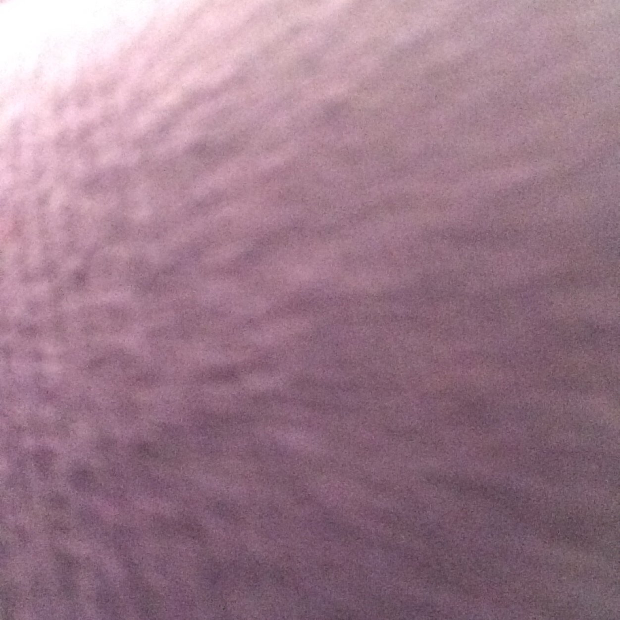 Raphaella_Sato's profile picture. 