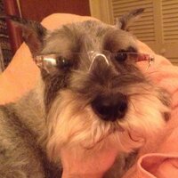 Canis🐾Agitatus (@leonor_chaves) 's Twitter Profile Photo