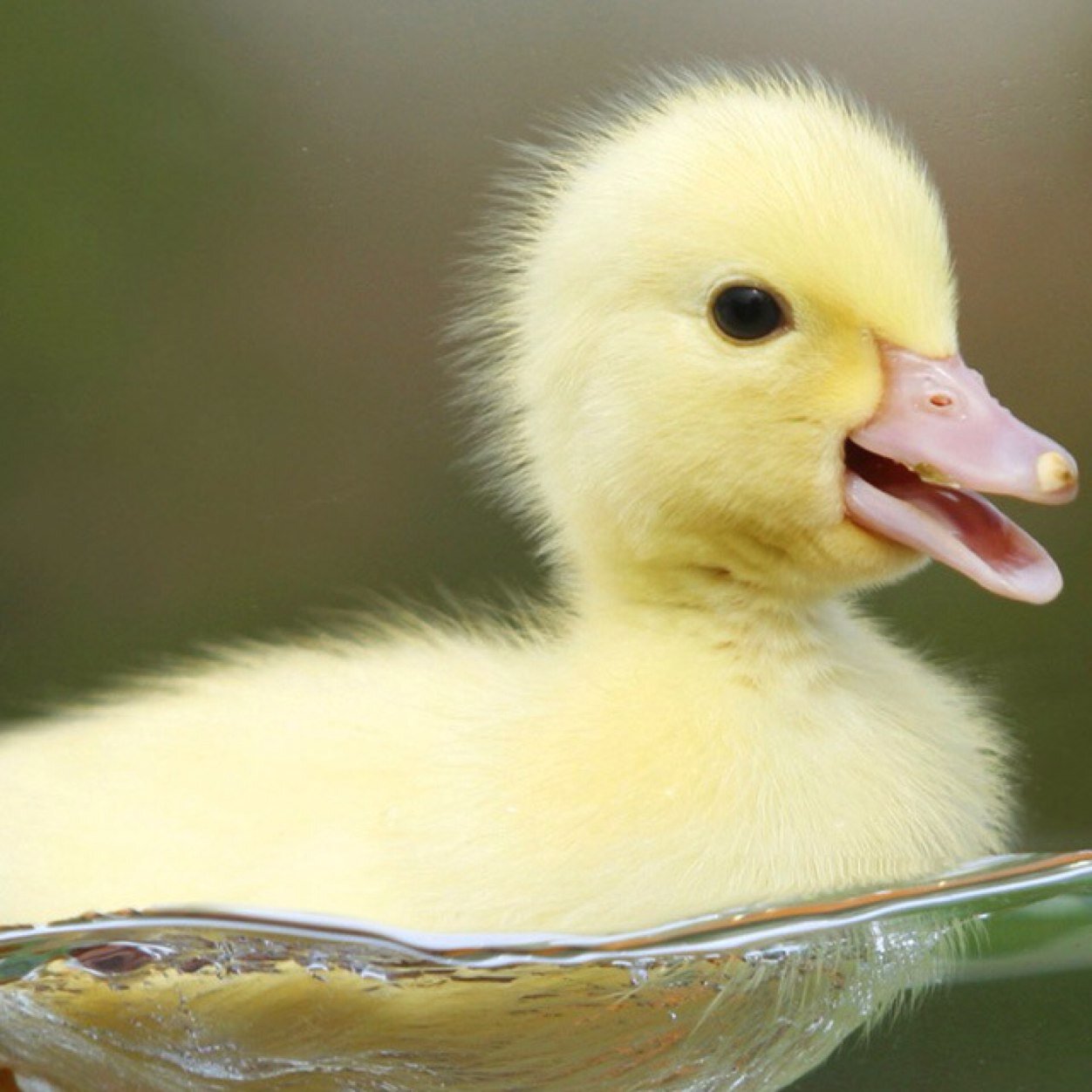 duckie_26's profile picture. 