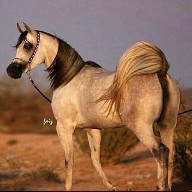 ❤حايل مالها عندي مثيل❤
