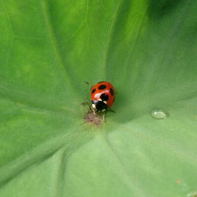 O Xrhsths 鎌と鍬と麦 Sto Twitter 見て見て小さいカエル と見せてくれたカエルは確かにいつも見るアマガエルよりかなり小さい 子供の手の中でかわいく座ってる