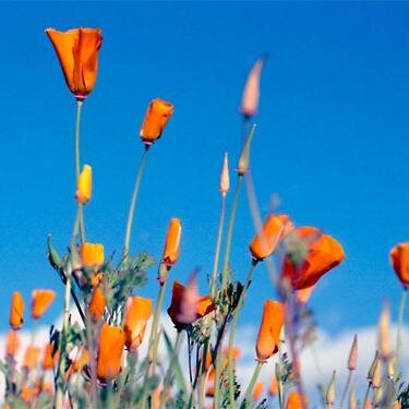 sengsengfriends's profile picture. 