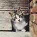 Not my gatti (@notmygatti) Twitter profile photo