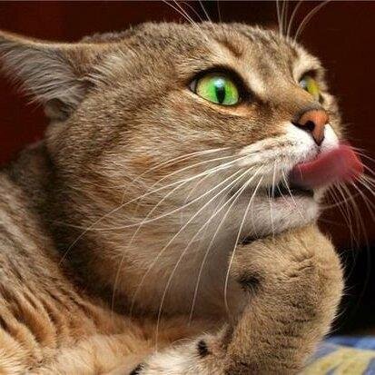 RodenKot's profile picture. Маркетинг, PR. Музыка, саксофонистка.