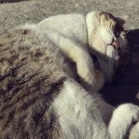 nekolove (@nekolov82996845) 's Twitter Profile