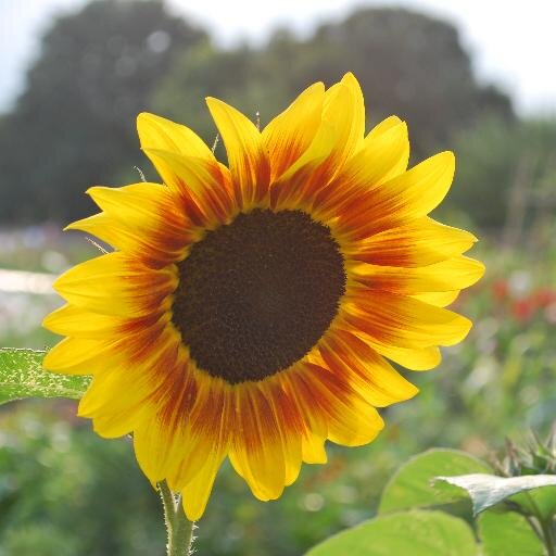 onedreamgarden's profile picture. Primetime television series celebrating gardening and good old fashioned community spirit! Currently casting for  a group of neighbours to take part.