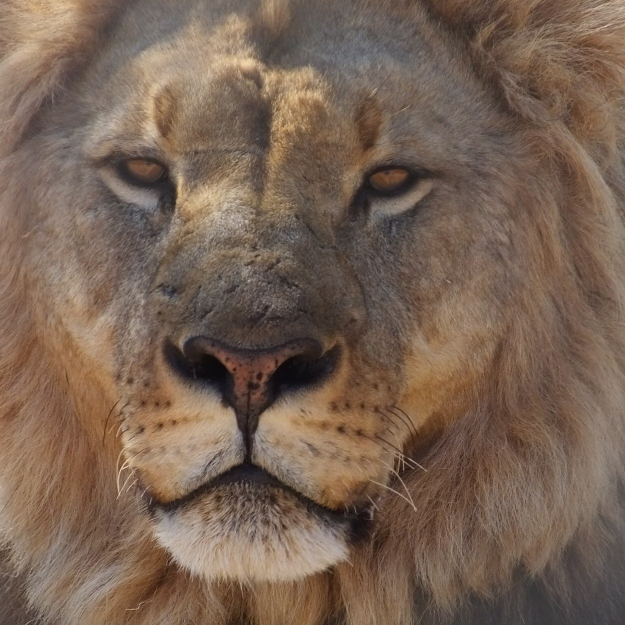 First class Bsc Hons in Animal Conservation & Biodiversity. MSc Global Wildlife Health & Conservation. Lion Conservationist & Endangered Big Cat Researcher.