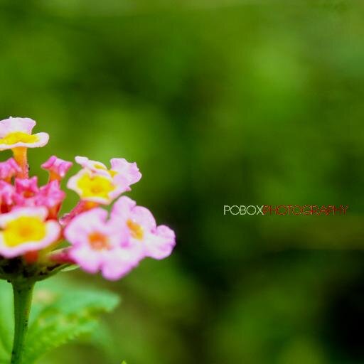 pboxphotography's profile picture. 