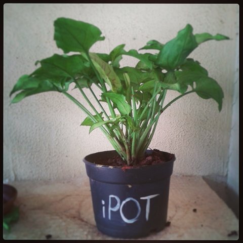 Plant A Tree Plant An Idea