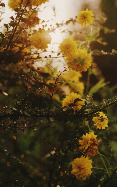 tufalhoob's profile picture. 