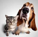 Espaço para debates, ações, ideias, mobilizações para defesa de animais e contra os maus tratos