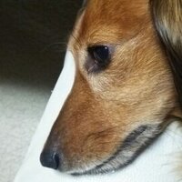 あか (@kurukuru9962a) 's Twitter Profile