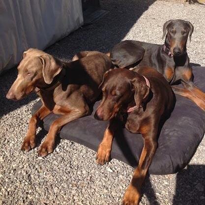 Set up several passionate Dobermann lovers to do our bit to help homeless Dobermanns in the UK & Ireland. Email and PayPal: dobermanukrehomerescue@gmail.com