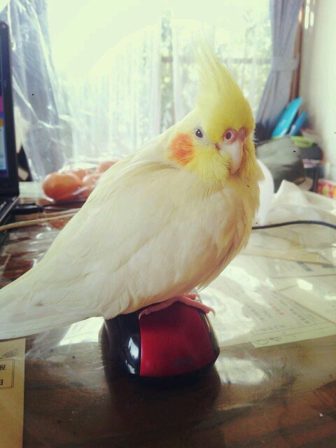 remon1610's profile picture. 向陽→賀茂（広島） バレーボール→九大#81
酔ってる時だけ更新する雑魚