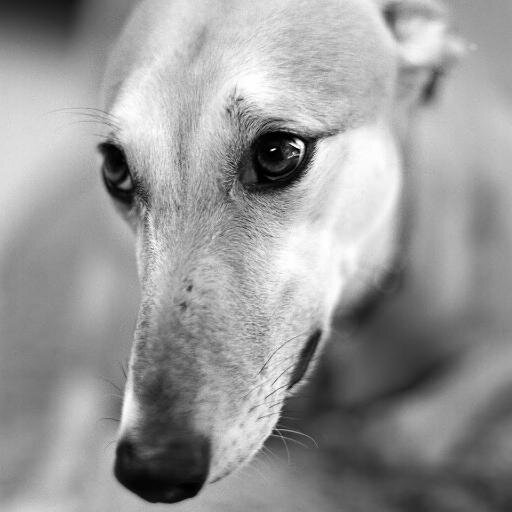 En defensa de los galgos
