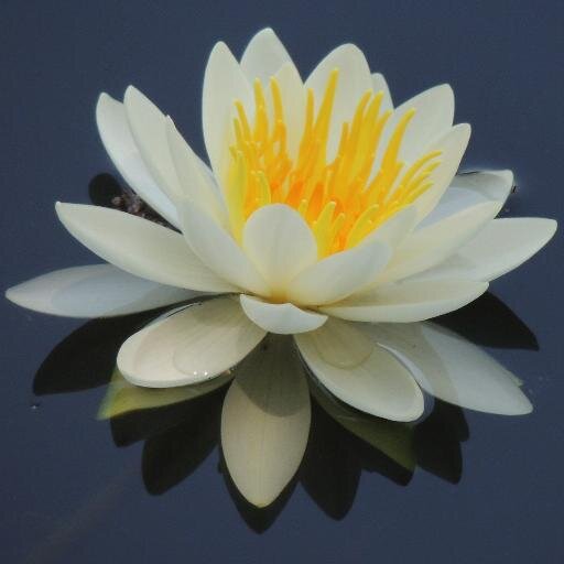 RYUKI358's profile picture. 「精神世界の叡智」で精神世界系の本をご紹介。スピリチャル、精神世界、宗教、ヨガ、瞑想、魂、愛、ヒーリング、悟り、直感、運命、心理学、健康、日本、武道などを紹介してます。癒しの名言も毎日発信してます。